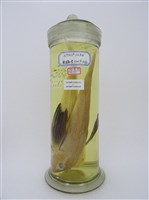 藏品(黑角魚 )的圖片